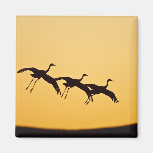 夕日に向かって着陸するサンドヒルツル マグネット (正面)