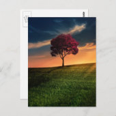 夕日に赤い木が咲く絶景 ポストカード (正面/裏面)