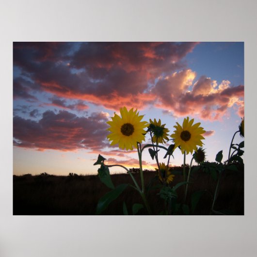 夕日のひまわり ポスター (正面)