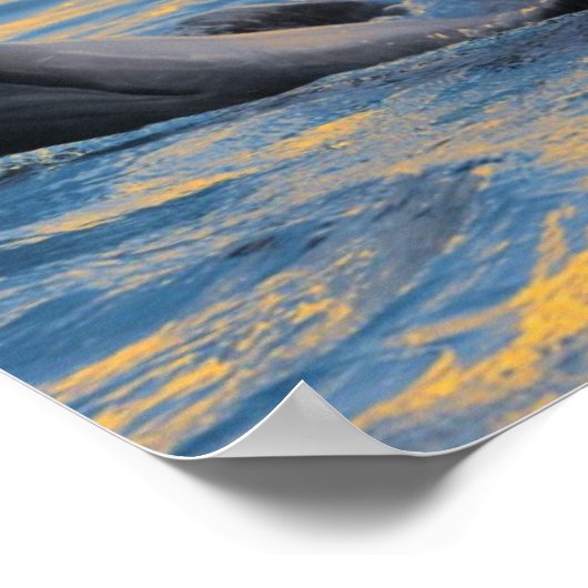 夕日の光の中でボトルの鼻を持つイルカ ポスター (角)