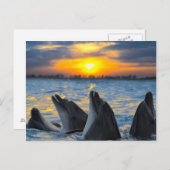 夕日の光の中でボトルの鼻を持つイルカ ポストカード (正面/裏面)