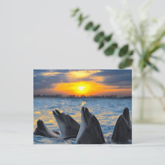 夕日の光の中でボトルの鼻を持つイルカ ポストカード (スタンド正面)