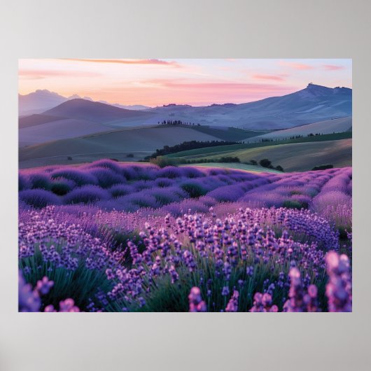 夕日の美しいラベンダー畑 ポスター (正面)
