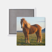 夕日を浴びるアイスランドの馬 マグネット (正面/裏面)