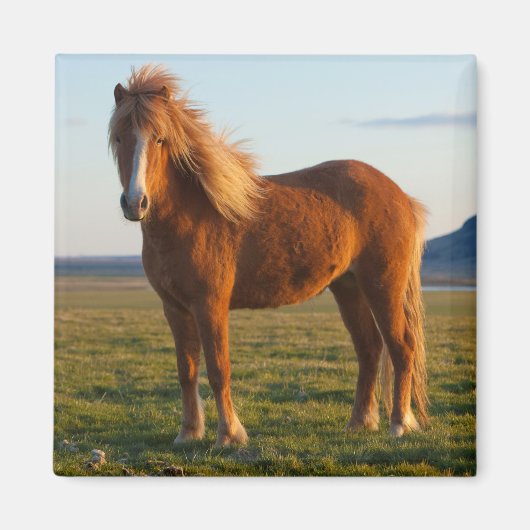 夕日を浴びるアイスランドの馬 マグネット (正面)