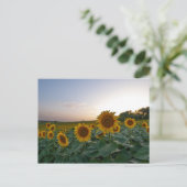 夕暮れのポスターのひまわり ポストカード (スタンド正面)