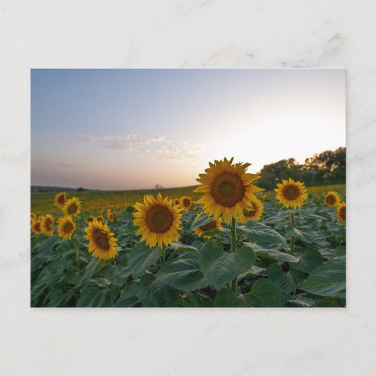 夕暮れのポスターのひまわり ポストカード (正面)