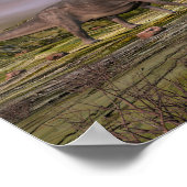 夕暮れの砂漠に歩くしたオメイソウルス ポスター (角)