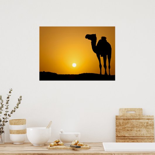 夕暮れの野生のラクダのシルエット ポスター (キッチン)