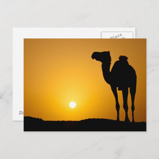 夕暮れの野生のラクダのシルエット ポストカード (正面/裏面)