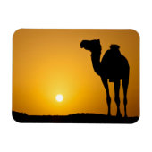 夕暮れの野生のラクダのシルエット マグネット (横)