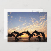 夕暮れ時にイルカが水から飛び降りる ポストカード (正面/裏面)