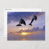 夕暮れ時にイルカが飛び跳ねる ポストカード (正面/裏面)