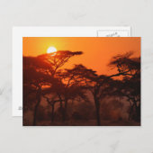 夕暮れ時にシルエットされたアカシアの森 ポストカード (正面/裏面)