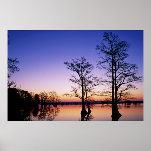 夕暮れ時にシルエットになった禿げたヒノキ。 ポスター (正面)