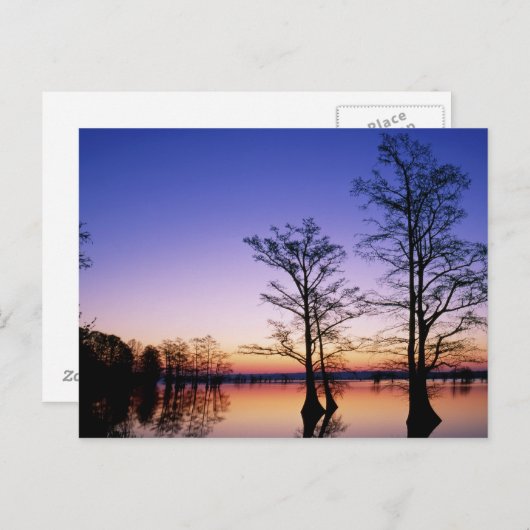 夕暮れ時にシルエットになった禿げたヒノキ。 ポストカード (正面/裏面)