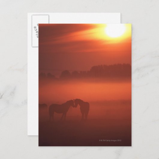 夕暮れ時に二頭の馬 ポストカード (正面/裏面)