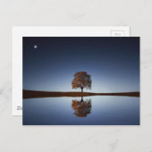 夕暮れ時に湖に映る美しい孤独な木 ポストカード (正面/裏面)