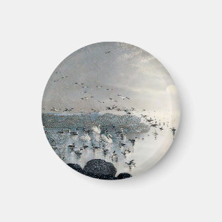 夕暮れ時に湖に浮かぶアヒルやマガードやスワン マグネット