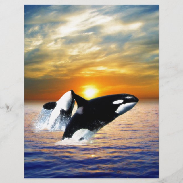 夕暮れ時のクジラ (正面)