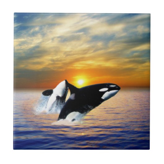 夕暮れ時のクジラ タイル (正面)