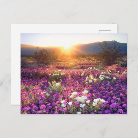 夕暮れ時の山花 |アンザ・ボレゴ砂漠 ポストカード (正面/裏面)