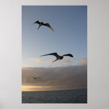 夕暮れ時の鳥たち