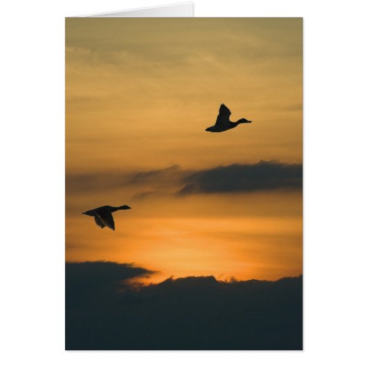 夕暮れ時の鵞鳥 (正面)