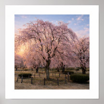 夕焼けのしだれ桜 – アートプリント