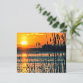 夕焼けのスクラップブック背景に葦 (スタンド正面)