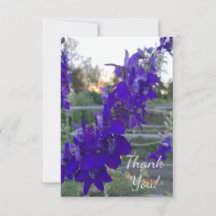 夕焼けの紫色の花