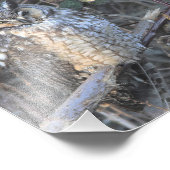 夕焼けの美しい長耳フクロウ フォトプリント            (角)