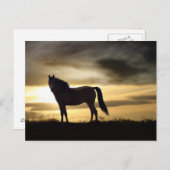 夕焼けの豪華な馬はがき ポストカード (正面/裏面)