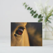 夕焼けの馬の目 ポストカード (スタンド正面)