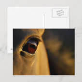 夕焼けの馬の目 ポストカード (正面/裏面)