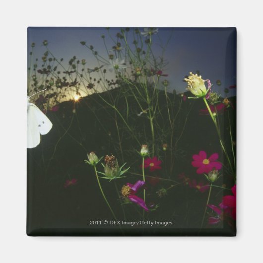 夕焼け時に飛行している白い蝶 マグネット (正面)