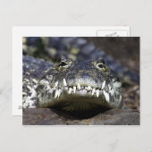 夕食に一緒に ポストカード (正面/裏面)