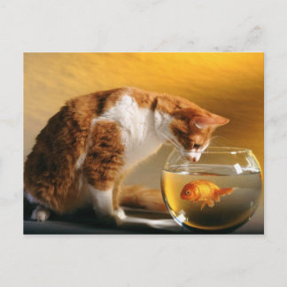 夕食は？ポストカード ポストカード