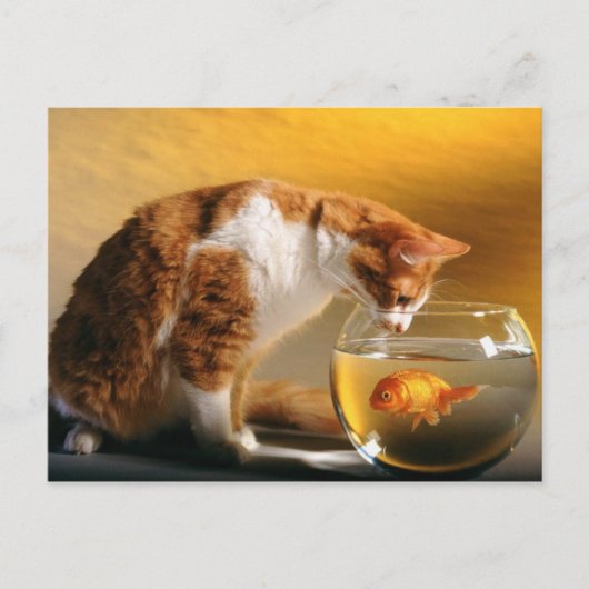 夕食は？ポストカード ポストカード (正面)