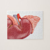 外でモデル人間の腎臓 ジグソーパズル (横)