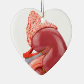 外でモデル人間の腎臓 セラミックオーナメント (右)