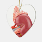 外でモデル人間の腎臓 セラミックオーナメント (左)
