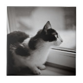 外で見ている猫 タイル (正面)