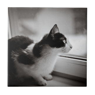 外で見ている猫 タイル