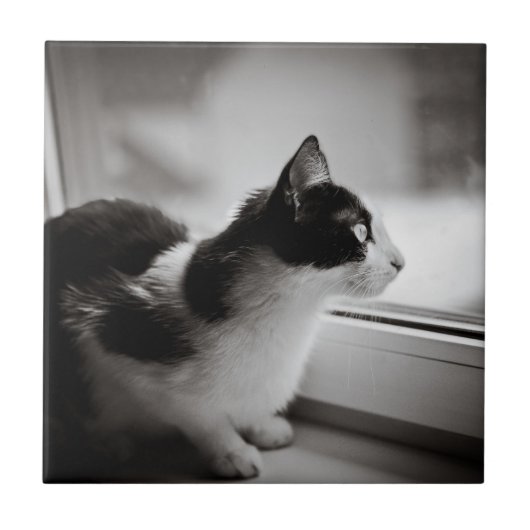 外で見ている猫 タイル (正面)