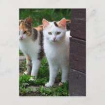 外で遊ぶ猫