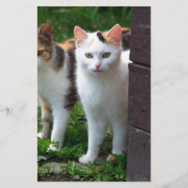 外で遊ぶ猫 便箋