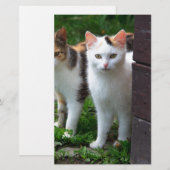 外で遊ぶ猫 便箋 (正面/裏面)