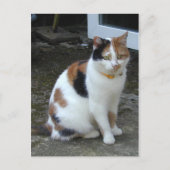 外に座っている三毛猫 ポストカード (正面)