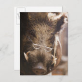 外に詰まった眼鏡をかけた猪 ポストカード (正面/裏面)